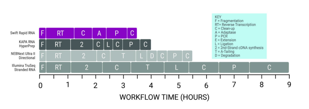 Rapid RNA.jpg